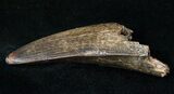 Menacing Tyrannosaur Tooth - Montana #15343-2